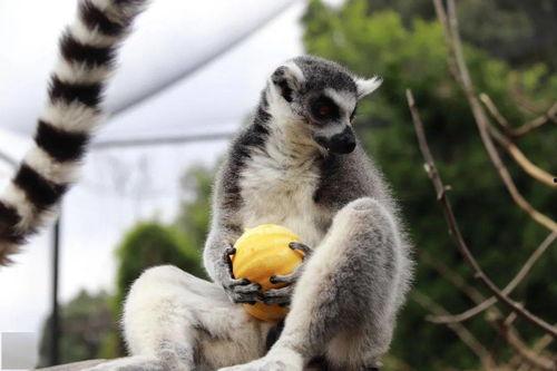 吃瓜看网猴,揭秘网络红人的崛起与影响